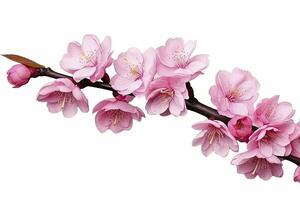 AI generated Sakura flowers isolated on white background. AI Generated photo