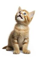 AI generated Playful funny kitten looking up isolated on a white background. AI Generated photo