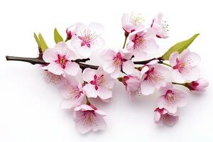 AI generated Sakura flowers isolated on white background. AI Generated photo