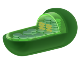 Chloroplast structure 3d rendered illustration png