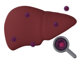 Human liver and hepatitis virus isolated png