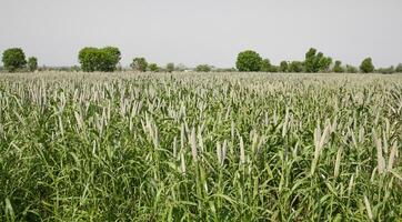 Pearl Millet Field in Rajasthan India photo