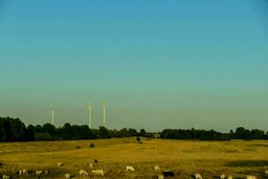 oveja pasto en un campo con viento turbinas en el antecedentes foto