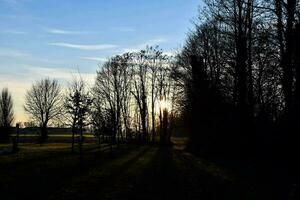 Scenic view of the woods photo