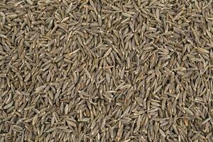 Pile of Dried Cumin Seeds photo