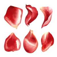 A set of red rose petals. Hand-drawn watercolor illustration. A design element of a flower card, an invitation for Valentine's Day, a wedding. For packaging and labels, posters and leaflets, banners png