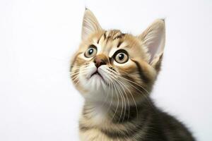 AI generated Playful funny kitten looking up isolated on a white background. AI Generated photo