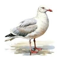 AI generated Watercolor seagull isolated on white background. AI Generated photo