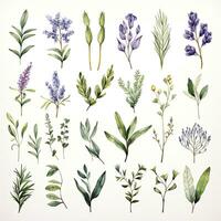 AI generated Collection of watercolor herbs clipart on white background. AI Generated photo