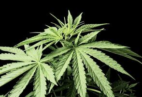 a cannabis plant is shown against a black background photo