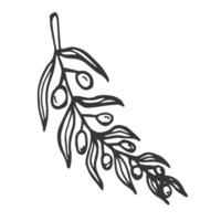 Hand drawn olive branch isolated on white background. Outline olive tree branch for menu, logo, greeting cards, patterns, web. Line art, one line doodle olive branch. vector