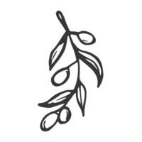 Hand drawn olive branch isolated on white background. vector