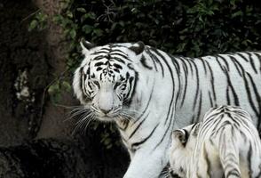 a white tiger and its cub walking in the grass photo