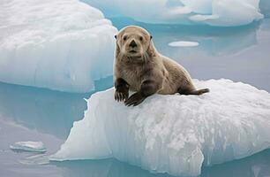 AI generated Sea Otter on Ice. AI Generated photo