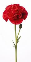 AI generated Red Carnation isolated on white background. AI Generated photo