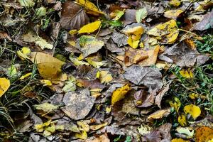 a pile of fallen leaves on the ground photo