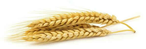 AI generated Wheat ears isolated on white background. AI Generated. photo