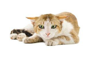 Indian Beautiful Domestic Cat on White Background photo