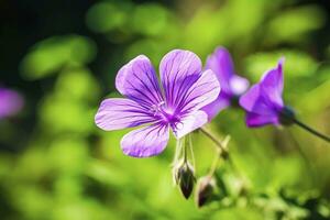 AI generated Geranium wilfordii flower. AI Generated photo