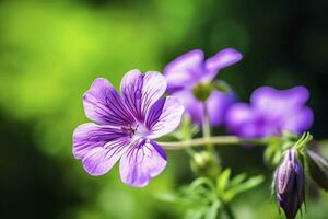 AI generated Geranium wilfordii flower. AI Generated photo