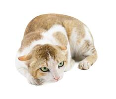 Indian Beautiful Domestic Cat on White Background photo