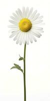 AI generated Common daisy isolated on white background. AI Generated photo