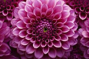 AI generated Dahlia flower background.  AI Generated. photo