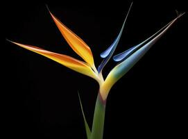 AI generated Bird of paradise flower isolated on black background. AI Generated photo