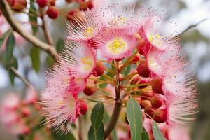 AI generated Beautiful Gum tree pink flowers and buds. AI Generated photo