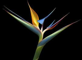 AI generated Bird of paradise flower isolated on black background. AI Generated photo