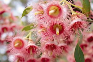 AI generated Beautiful Gum tree pink flowers and buds. AI Generated photo