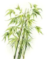 AI generated Watercolor bamboo clipart isolated on white background. AI Generated photo