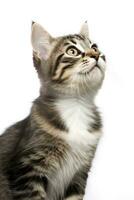 AI generated Playful funny kitten looking up isolated on a white background. AI Generated photo