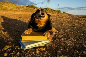 a dog sitting on top of a pile of books photo