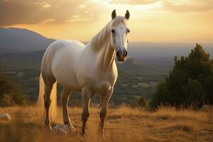 ai generado blanco caballo o yegua en el montañas a puesta de sol. ai generado foto