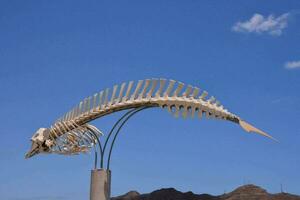 a skeleton fish is on display in front of a blue sky photo