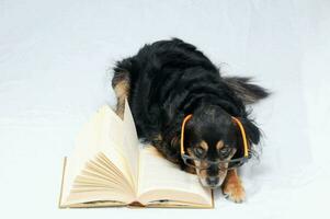 a dog wearing glasses is reading a book photo