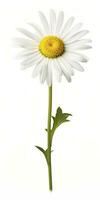 AI generated Common daisy isolated on white background. AI Generated photo