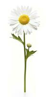 AI generated Common daisy isolated on white background. AI Generated photo