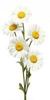 AI generated Common daisy isolated on white background. AI Generated photo