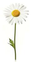 AI generated Common daisy isolated on white background. AI Generated photo