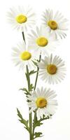 AI generated Common daisy isolated on white background. AI Generated photo