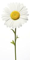 AI generated Common daisy isolated on white background. AI Generated photo