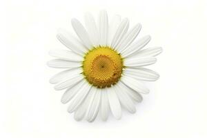 AI generated Common daisy isolated on white background. AI Generated photo