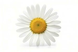 AI generated Common daisy isolated on white background. AI Generated photo