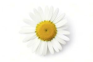 AI generated Common daisy isolated on white background. AI Generated photo