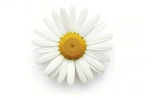 AI generated Common daisy isolated on white background. AI Generated photo