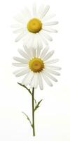 AI generated Common daisy isolated on white background. AI Generated photo