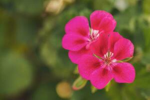 Close up image of beautiful Geranium flowers. photo