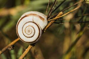 Close up image of white snail in the nature. photo